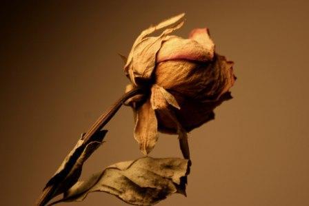 Fotografia de Ross - Galeria Fotografica: Flores en Show - Foto: Rosita