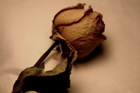 Fotografia de Ross - Galeria Fotografica: Flores en Show - Foto: Rosi