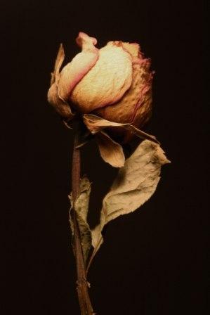 Fotos menos valoradas » Foto de Ross - Galería: Flores en Show - Fotografía: Rosita