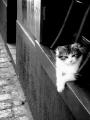 Fotos de Jos -  Foto: Miscelanea en blanco y negro - Seor Gato
