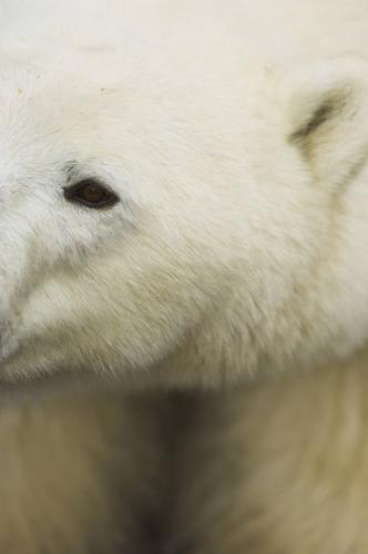 Fotografia de I�aki Relanzon - Galeria Fotografica: Vida salvaje - Foto: Oso Polar