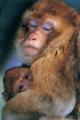 Foto de  Iaki Relanzon - Galería: Vida salvaje - Fotografía: Macaco de Barbera