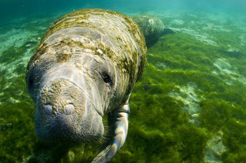 Fotografia de I�aki Relanzon - Galeria Fotografica: Vida salvaje - Foto: Manaties