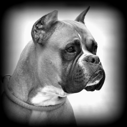 Fotografia de francisvet - Galeria Fotografica: mis animalitos - Foto: ando