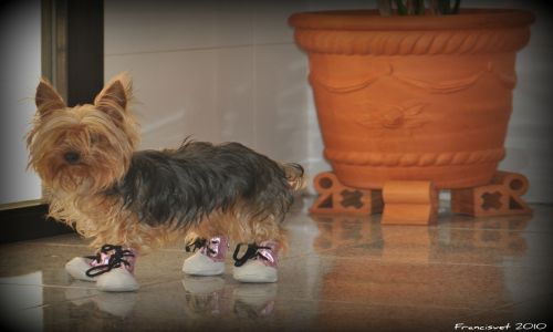 Fotografia de francisvet - Galeria Fotografica: mis animalitos - Foto: botines