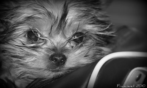 Fotografia de francisvet - Galeria Fotografica: mis animalitos - Foto: cachorro