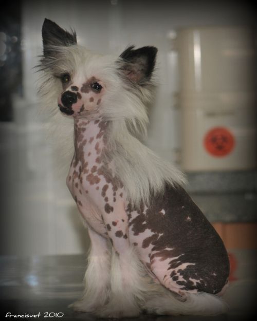 Fotografia de francisvet - Galeria Fotografica: mis animalitos - Foto: Bonita