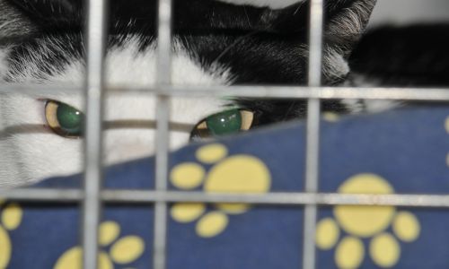 Fotografia de francisvet - Galeria Fotografica: mis animalitos - Foto: No me ves