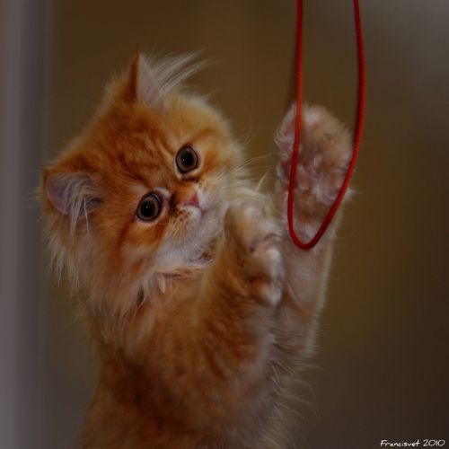 Fotografia de francisvet - Galeria Fotografica: mis animalitos - Foto: lola