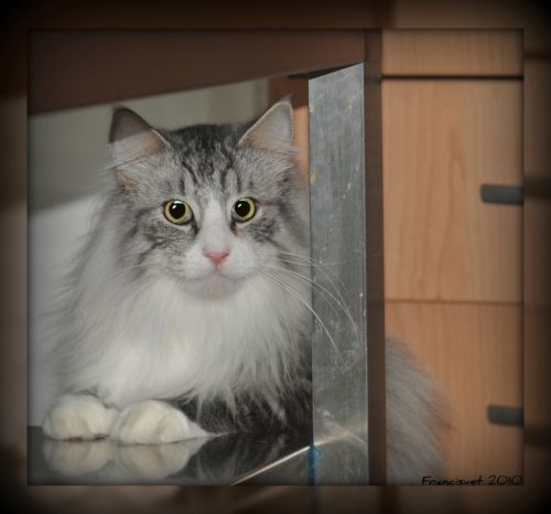 Fotografia de francisvet - Galeria Fotografica: mis animalitos - Foto: Debajo de la mesa