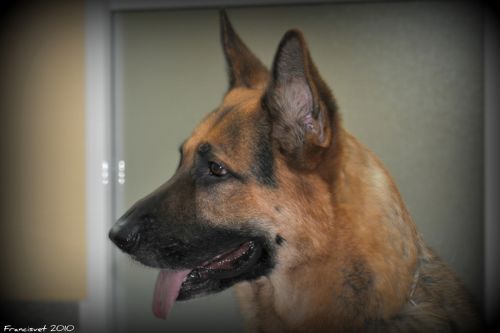 Fotografia de francisvet - Galeria Fotografica: mis animalitos - Foto: Danko