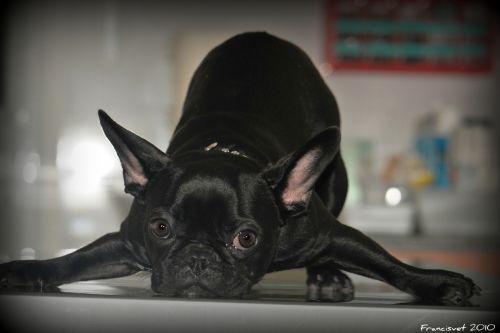 Fotografia de francisvet - Galeria Fotografica: mis animalitos - Foto: jimena