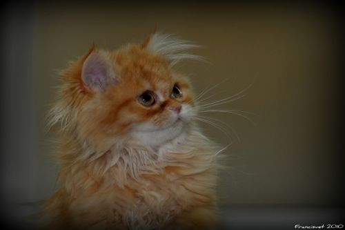 Fotografia de francisvet - Galeria Fotografica: mis animalitos - Foto: lola1