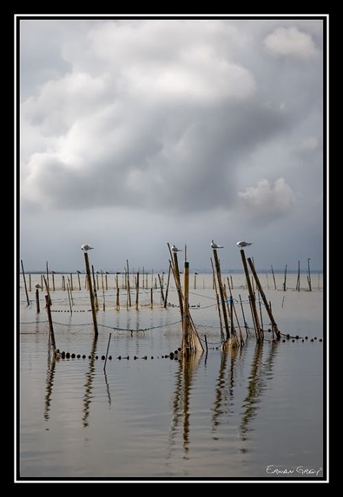 Fotografia de Erwan Grey - Galeria Fotografica: Erwan Grey Comunicacin (naturaleza) - Foto: 