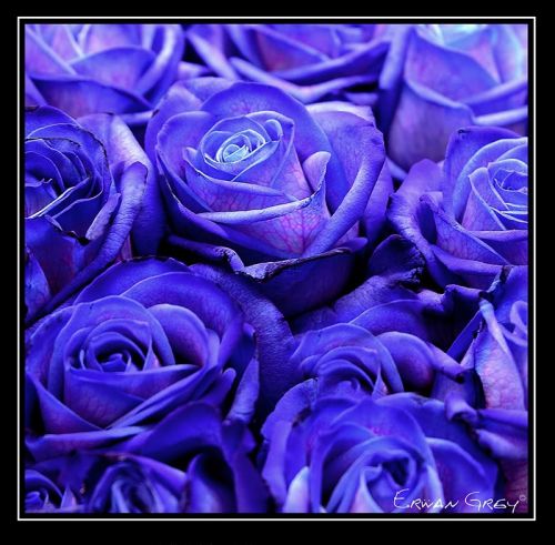 Fotografia de Erwan Grey - Galeria Fotografica: Erwan Grey Comunicacin (naturaleza) - Foto: 