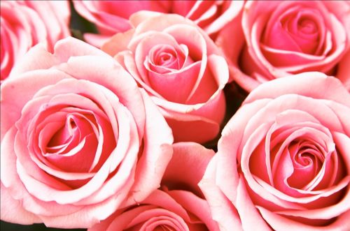 Fotografia de Erwan Grey - Galeria Fotografica: Erwan Grey Comunicacin (naturaleza) - Foto: 