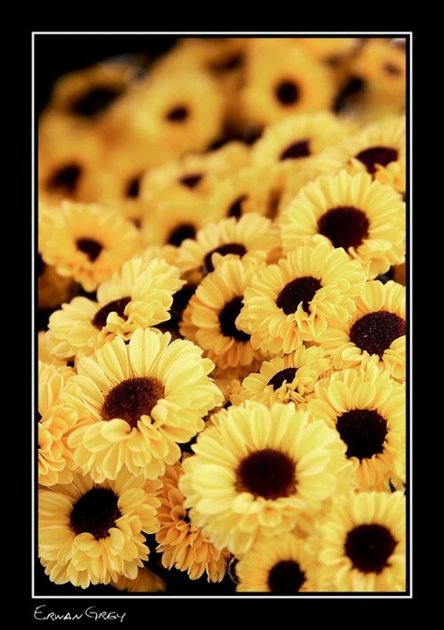 Fotografia de Erwan Grey - Galeria Fotografica: Erwan Grey Comunicacin (naturaleza) - Foto: 