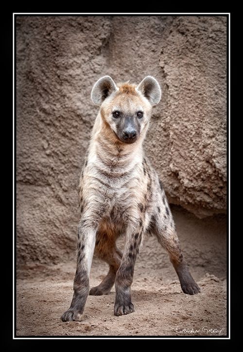 Fotografia de Erwan Grey - Galeria Fotografica: Erwan Grey (Fauna) - Foto: 