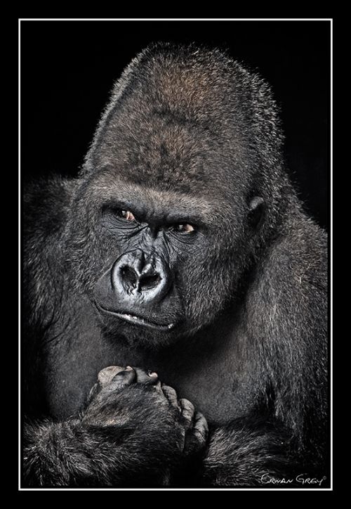 Fotografia de Erwan Grey - Galeria Fotografica: Erwan Grey (Fauna) - Foto: 