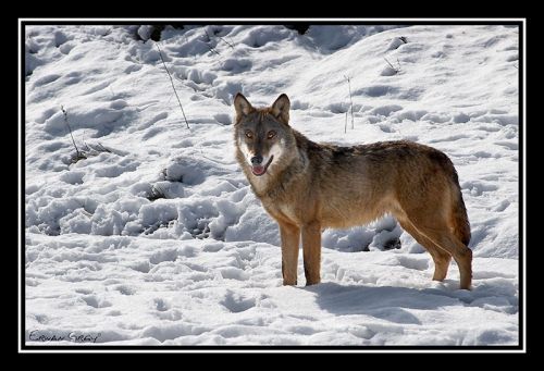 Fotografia de Erwan Grey - Galeria Fotografica: Erwan Grey (Fauna) - Foto: 