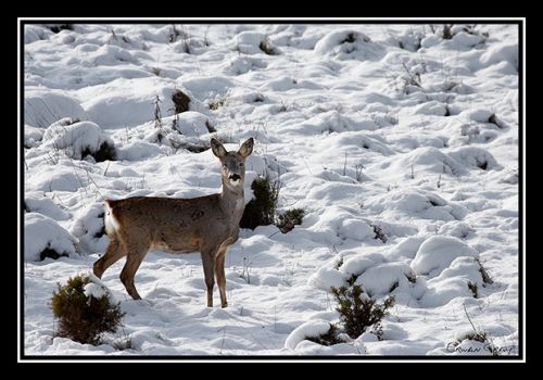Fotografia de Erwan Grey - Galeria Fotografica: Erwan Grey (Fauna) - Foto: 