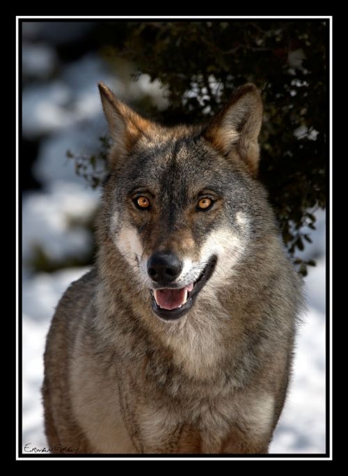 Fotografia de Erwan Grey - Galeria Fotografica: Erwan Grey (Fauna) - Foto: 