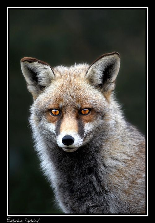 Fotografia de Erwan Grey - Galeria Fotografica: Erwan Grey (Fauna) - Foto: 