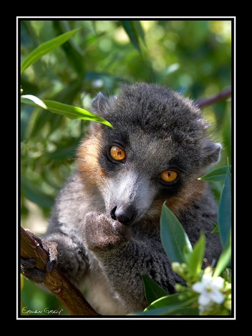 Fotografia de Erwan Grey - Galeria Fotografica: Erwan Grey (Fauna) - Foto: 