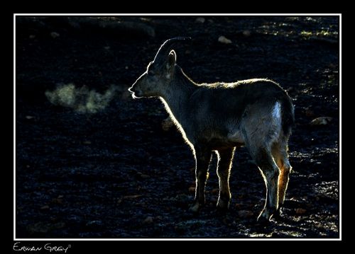 Fotografia de Erwan Grey - Galeria Fotografica: Erwan Grey (Fauna) - Foto: 