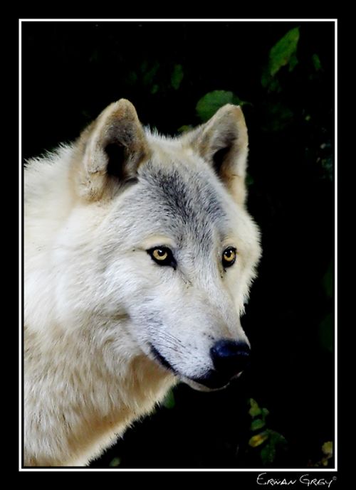 Fotografia de Erwan Grey - Galeria Fotografica: Erwan Grey (Fauna) - Foto: 