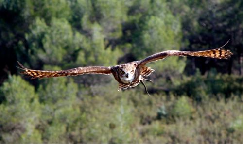 Fotografia de Erwan Grey - Galeria Fotografica: Erwan Grey (Fauna) - Foto: 