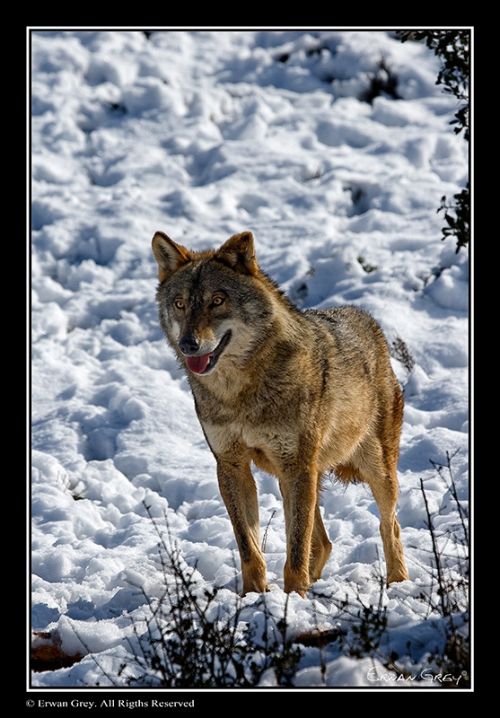 Fotografia de Erwan Grey - Galeria Fotografica: Erwan Grey (Fauna) - Foto: 