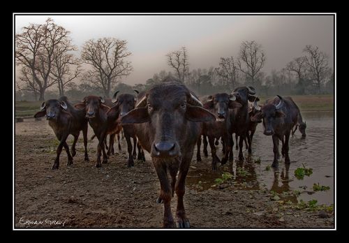 Fotografia de Erwan Grey - Galeria Fotografica: Erwan Grey (Fauna) - Foto: 