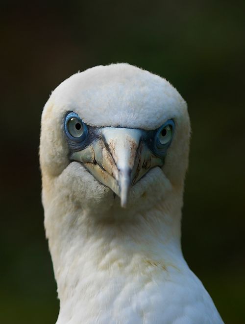 Fotografia de Erwan Grey - Galeria Fotografica: Erwan Grey (Fauna) - Foto: 