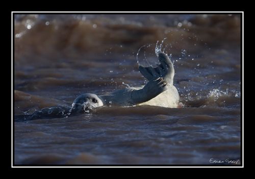 Fotografia de Erwan Grey - Galeria Fotografica: Erwan Grey (Fauna) - Foto: 