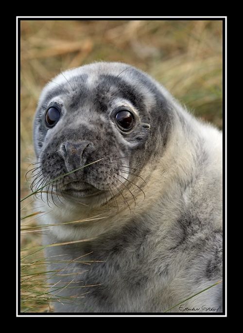 Fotografia de Erwan Grey - Galeria Fotografica: Erwan Grey (Fauna) - Foto: 