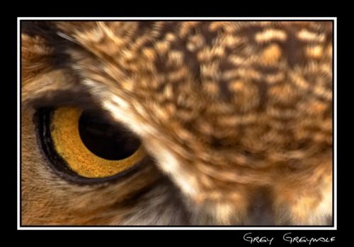 Fotografia de Erwan Grey - Galeria Fotografica: Erwan Grey (Fauna) - Foto: 
