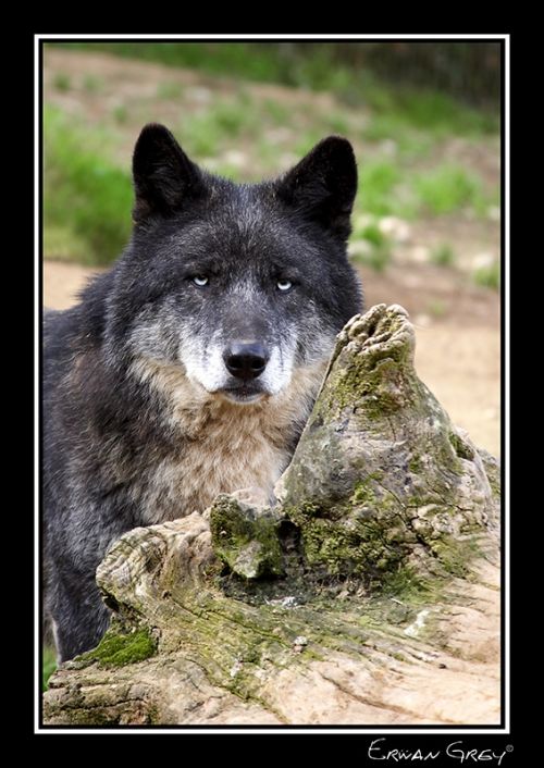 Fotografia de Erwan Grey - Galeria Fotografica: Erwan Grey (Fauna) - Foto: 