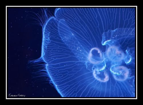 Fotografia de Erwan Grey - Galeria Fotografica: Erwan Grey (Fauna) - Foto: 