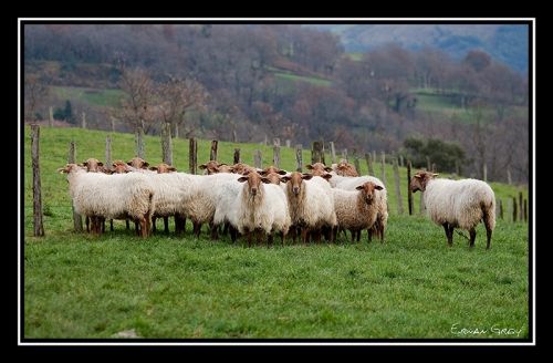 Fotografia de Erwan Grey - Galeria Fotografica: Erwan Grey (Fauna) - Foto: 