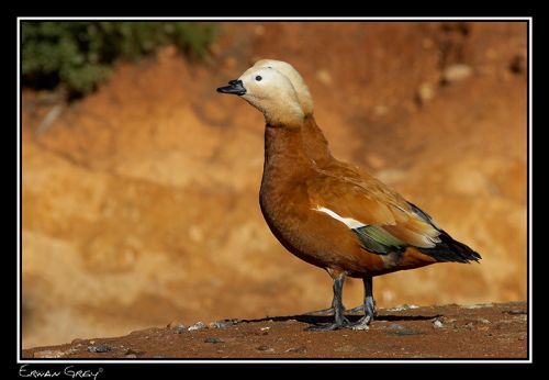 Fotografia de Erwan Grey - Galeria Fotografica: Erwan Grey (Fauna) - Foto: 