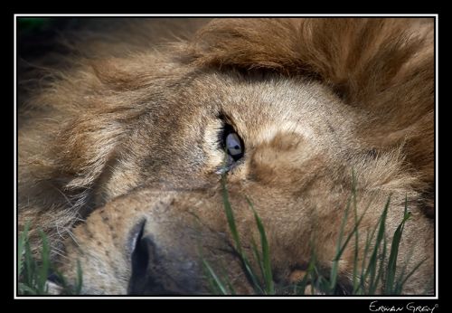 Fotografia de Erwan Grey - Galeria Fotografica: Erwan Grey (Fauna) - Foto: 