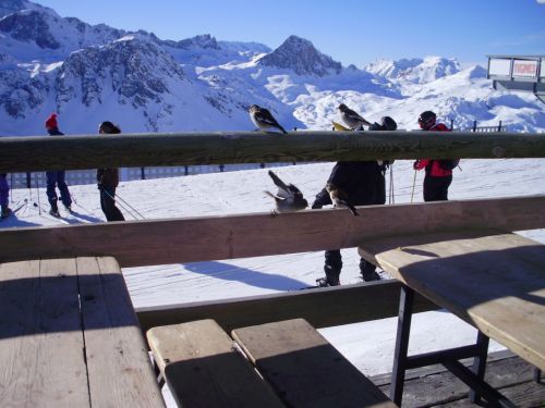 Fotografia de lito - Galeria Fotografica: alpes franceses - Foto: los pjaros