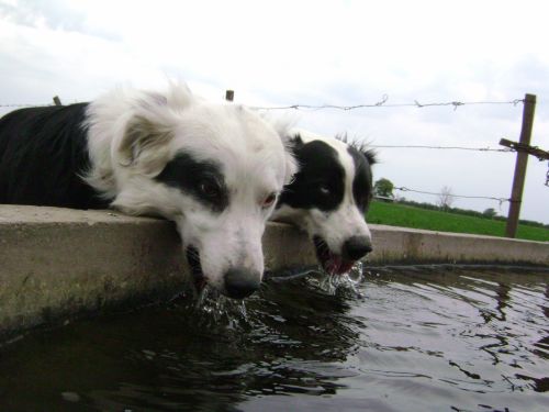 Fotografia de Mariela  - Galeria Fotografica: Incondicionales - Foto: Saciando la sed