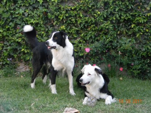 Fotografia de Mariela  - Galeria Fotografica: Incondicionales - Foto: Morgan y Ciro 