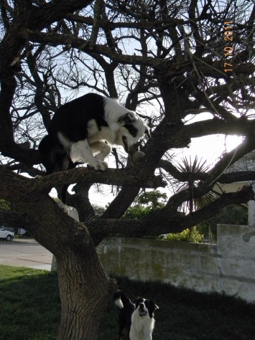 Fotografia de Mariela  - Galeria Fotografica: Incondicionales - Foto: Destreza