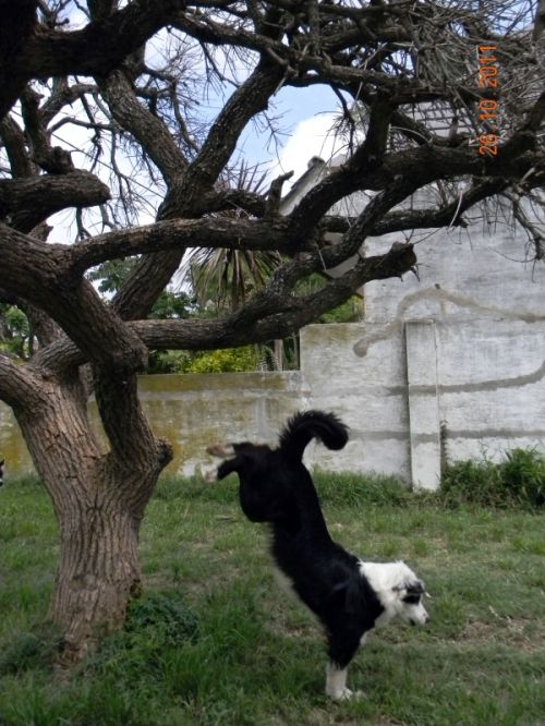 Fotografia de Mariela  - Galeria Fotografica: Incondicionales - Foto: Agilidad