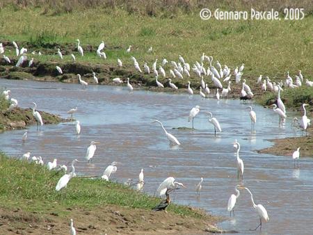 Fotografia de  - Galeria Fotografica: EL R�O DE LA VIDA - Foto: 