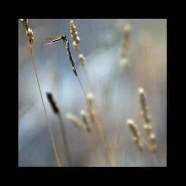 Fotografia de marquez - Galeria Fotografica: retrospectiva - Foto: natura