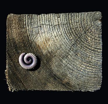 Fotografia de marquez - Galeria Fotografica: retrospectiva - Foto: natura